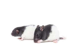 Ratte auf weißem Hintergrund foto