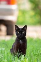 schwarze Katze im Gras foto