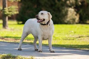 Labrador Retriever gelber Sommer foto