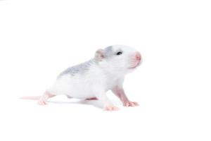 Ratte auf weißem Hintergrund foto