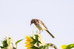 Vögel - Schafstelze Motacilla flava foto