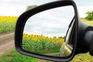 Sonnenblumen und Maschine foto