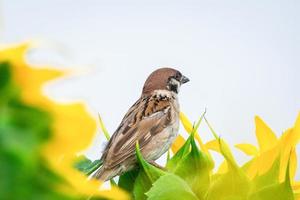 Spatz auf einer Sonnenblume foto