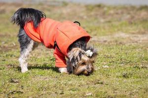 Yorkshire Terrier im Park foto