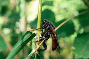 Porträt von Cimbex femoratus foto