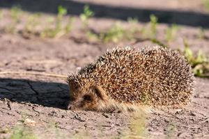 Igel auf dem Gras. foto