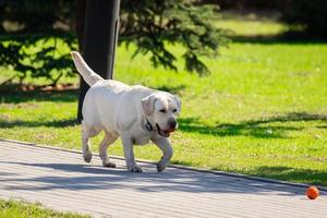 Labrador Retriever Hund mit Ball foto