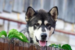 Husky im Hof foto