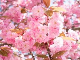 sakura rosa Blume auf Frühlingshimmelhintergrund