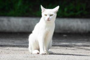 weiße Katze im Gras foto