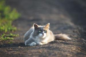 graue Katze auf dem Rasen foto