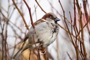 Spatz auf dem Baum foto