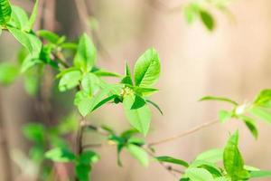 Frühlingsblätter und Knospen foto