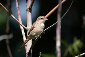 Neuntöter Lanius collurio. foto