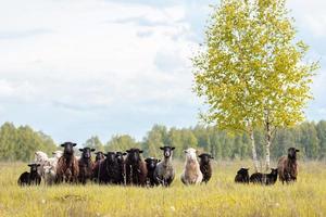 Lämmer und Schafe grünes Gras foto