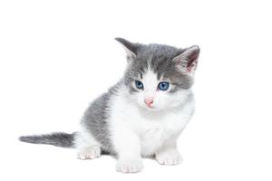 Kätzchen auf weißem Hintergrund. foto