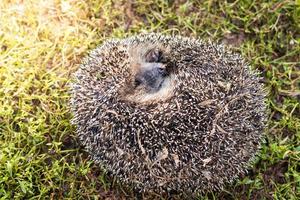 Igel auf dem Gras foto