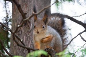 Eichhörnchen im Herbstpark foto