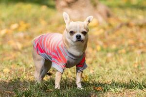 chihuahua-hund auf dem gras foto