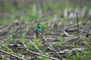 europäischer bienenfresser merops apiaster foto