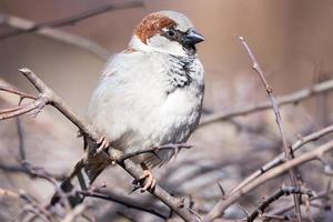 Spatz auf einem Ast foto