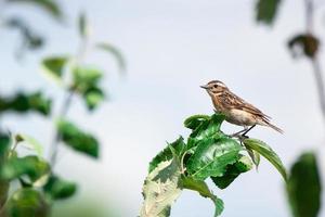 Braunkehlchen saxicola rubetra paapje foto