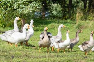 Gans auf Gras foto