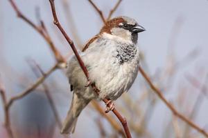 Spatz auf dem Baum foto