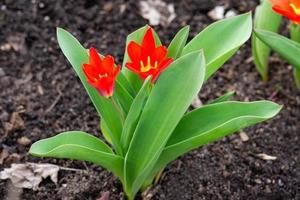 blühende tulpen im frühjahr foto