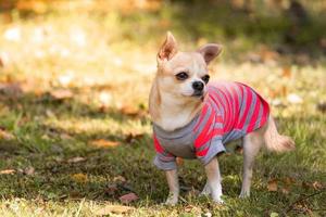 chihuahua-hund auf dem gras foto