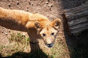 junges Löwenjunges wild foto