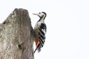 Buntspecht dendrocopos major foto