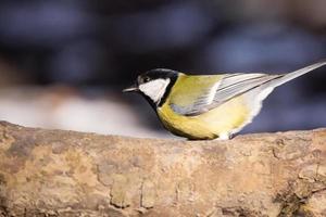 Kohlmeise parus major foto