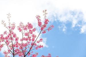 wilde Himalaya-Kirschbaum-Frühlingsblüte