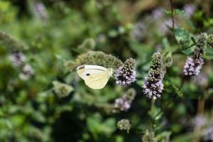 Mentha-Pflanze in einem Hausgarten foto