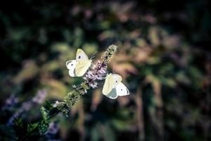 Mentha-Pflanze in einem Hausgarten foto