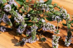 Mentha-Pflanze in einem Hausgarten foto