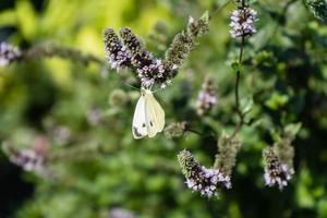 Mentha-Pflanze in einem Hausgarten foto