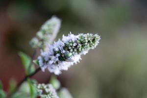 Mentha-Pflanze in einem Hausgarten foto