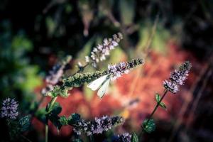 Mentha-Pflanze in einem Hausgarten foto