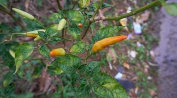 Nahaufnahme von frischen gelben Chilis, die im Garten wachsen. bereit für die Ernte foto