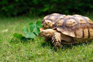 Schildkröte, die ein Blatt Gemüse oder Gras auf grünem Hintergrund isst. Tierfütterung centrochelys sulcata foto