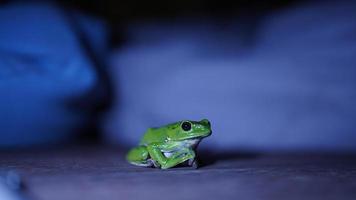 ein grüner Frosch, der mich nachts ansieht foto
