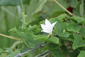 Weiße Blume aus Efeukürbis oder Coccinia und grünen Blättern, Thailand. Coccinia-Blatt ist Bestandteil der thailändischen Suppe. foto