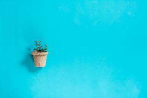 Sprossen in einem Basteltopf auf blauem Hintergrund. Hausgarten- und Pflanzenpflegekonzept foto