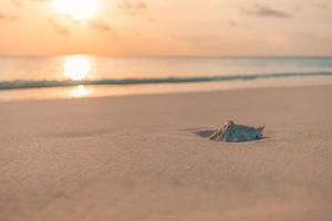 schöne Muscheln auf Sand. Meereswellen auf dem goldenen Sand am Strand. idyllisches wegwerfen, inspirierendes positives denken oder einsamkeitskonzept. sommerstrand sonnenuntergang nahaufnahme, muschel mit wellen, ruhige natur foto