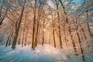 Winterlandschaft mit schneebedecktem Wald. sonniger tag, abenteuer wandern tief im wald, pfad oder weg entspannende landschaftlich reizvolle aussicht. saisonale Winternaturlandschaft, gefrorene Wälder, ruhige Ruhe foto
