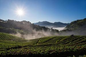 Morgen Erdbeerfarm. doi angkhang, Provinz Chiangmai. Thailand
