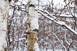 schneebedeckter Birkenstamm im Winterwald foto