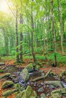 Kaskaden auf klarem Bach im Wald. sommergebirgsbachlandschaft, weiches sonnenlicht. wandern und reisen im freien abenteuerwald, ruhiger bach. ruhige natur nahaufnahme, felsen, moosfrische grüne bäume